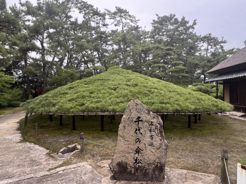 中津万象園の「天下の名松」