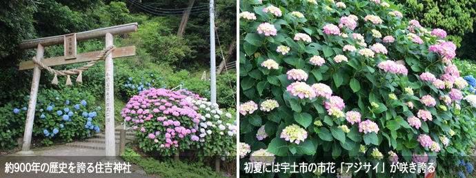 住吉自然公園のフォトスポット