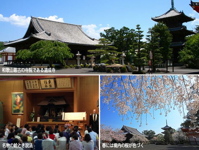 道成寺・絵とき説法の様子・境内の桜