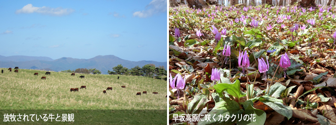 遊牧されている牛とカタクリの花