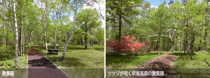 早坂高原の散策路