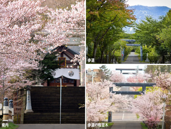 岩内神社の境内、参道、参道の桜並木