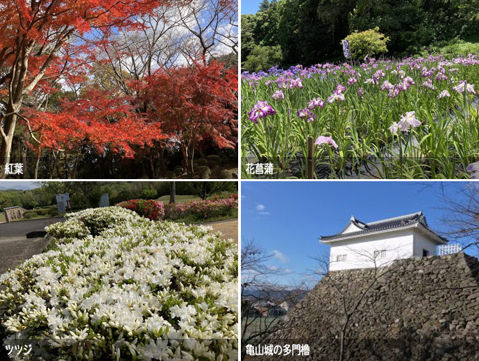 亀山公園の紅葉、花菖蒲、ツツジ、亀山城の多門櫓