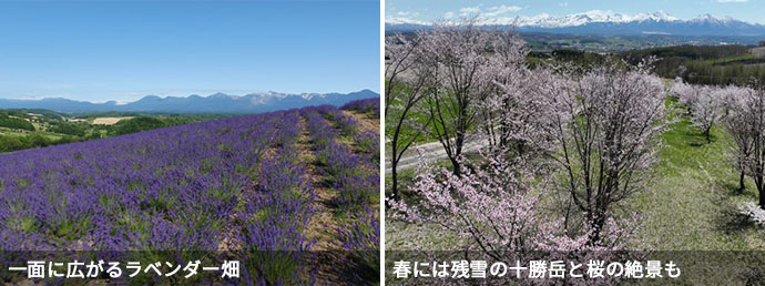 深山峠で見られる一面ラベンダーの景色と桜の景色