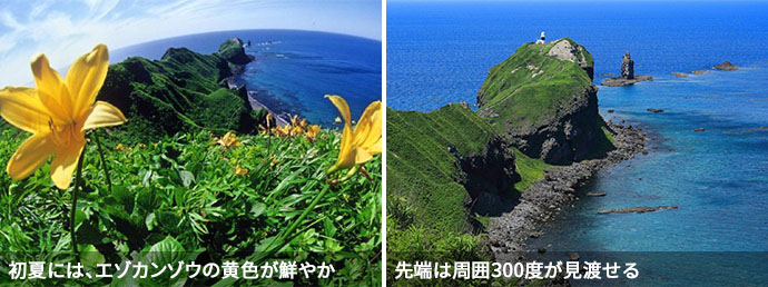 神威岬に咲くエゾカンゾウ・神威岬の全景