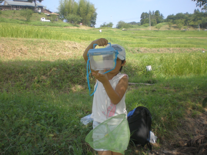 鹿野山自然学校で虫捕りをしている子ども