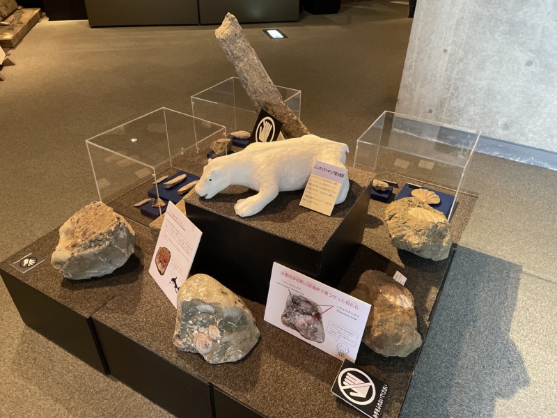 「モニュメント・ミュージアム 来待ストーン」のミュージアムにあるさまざまな化石と、パレオパラドキシアの復元模型