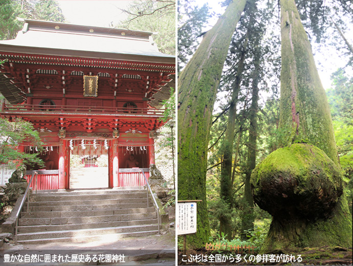 花園神社・こぶ杉