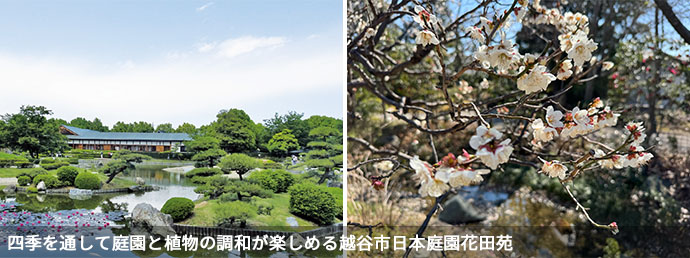 越谷市日本庭園花田苑と春の桜