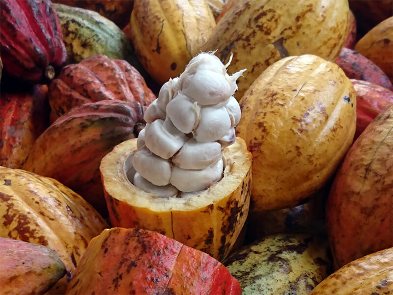 マジドゥショコラで使用している世界各地のカカオ豆