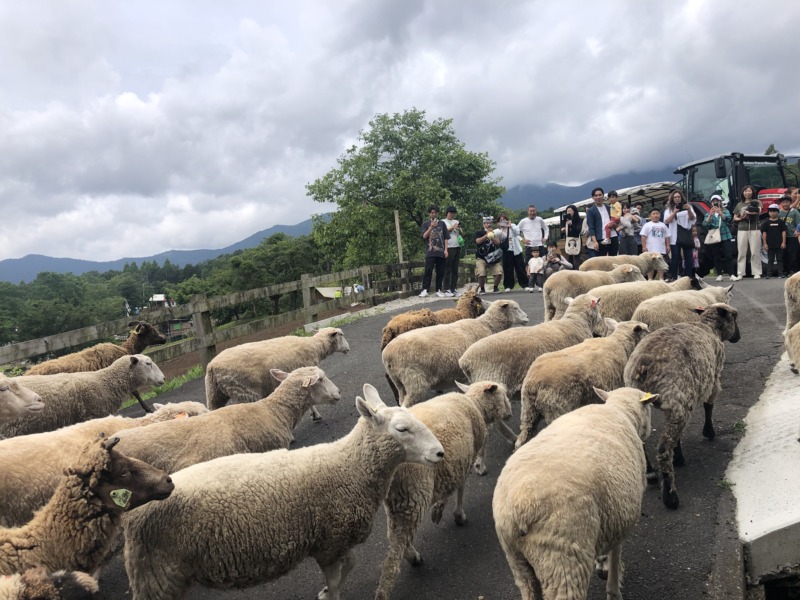まかいの牧場の羊たち