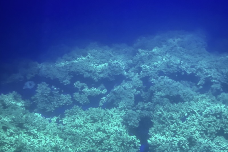 徳島県海陽町にある海洋自然博物館マリンジャムで潜れる海に広がるサンゴ