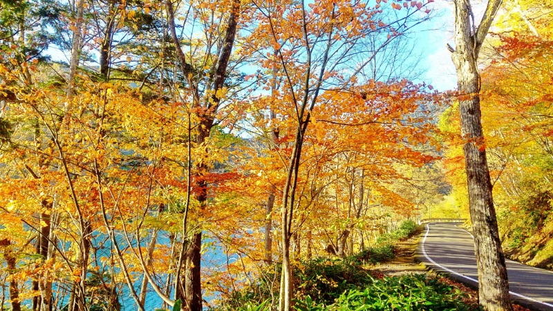 丸沼周辺の紅葉の様子