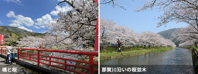 那賀川沿いの桜並木