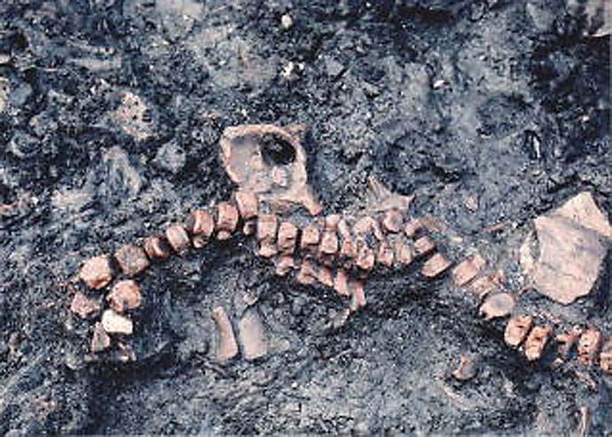 発掘されたイルカの骨の写真