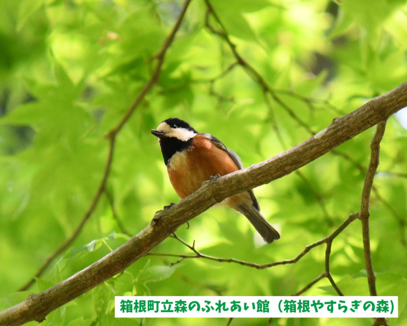 箱根町立森のふれあい館で見られるヤマガラ