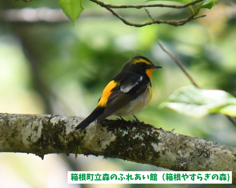 箱根町立森のふれあい館で見られるオスのキビタキ