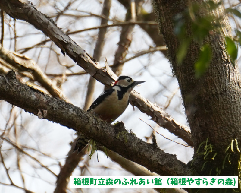 箱根町立森のふれあい館で見られるアカゲラ