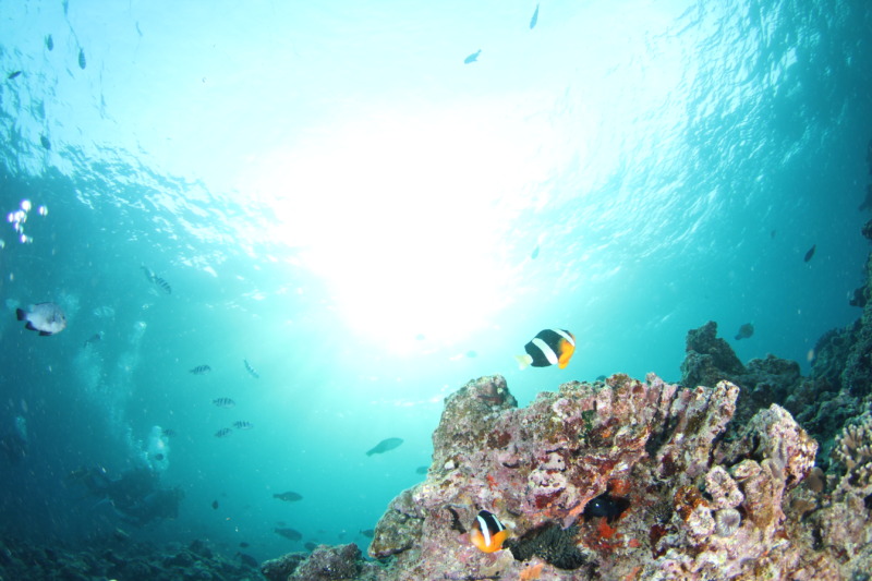 沖縄県恩納村にある「マリンクラブ ナギ」のダイビング体験で見ることができる海の様子