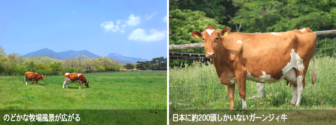 南ヶ丘牧場の風景