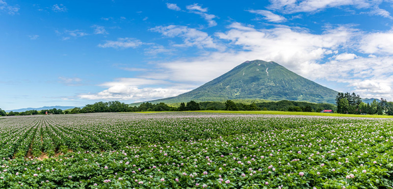 ジャガイモの花と羊蹄山