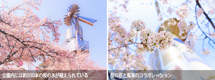 桃山公園の風車モニュメントと桜