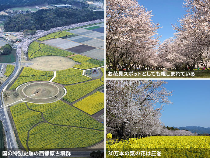 西都原古墳群と、敷地に咲く桜、菜の花