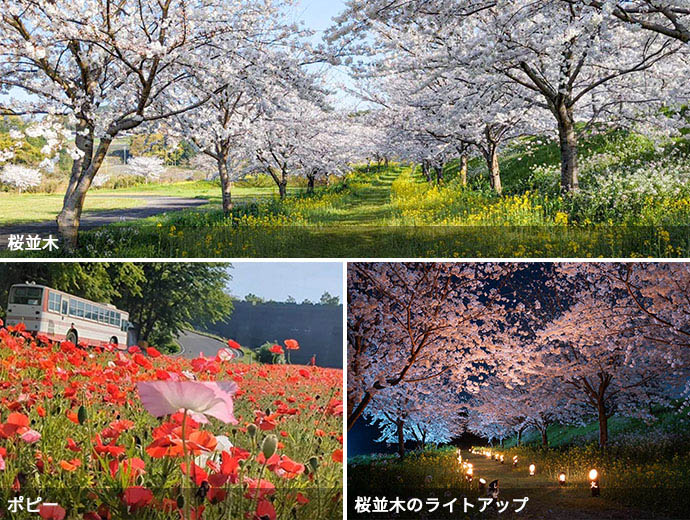 しまばら火張山花公園の桜並木、しまばら火張山花公園に咲くポピー、長崎県島原市のドライブスポット、しまばら火張山花公園