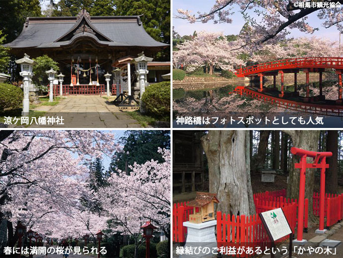 涼ケ岡八幡神社の境内・フォトスポットとしても人気の神路橋・満開の桜・縁結びのご利益があるという2本のかやの木