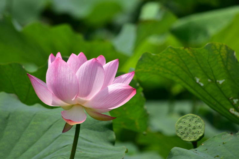 東南植物楽園で見られるハスの花