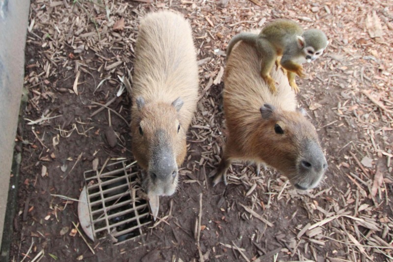 動物ふれあい広場のカピバラとリスザル