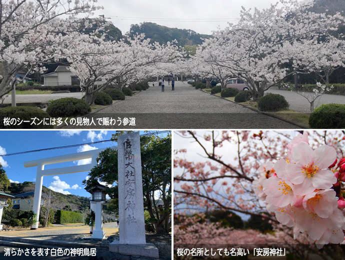 安房神社のフォトスポット