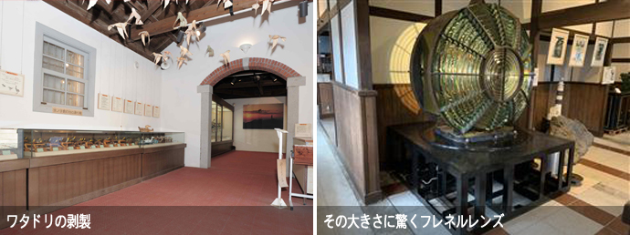 水の子島海事資料館・渡り鳥館にあるワタドリの剥製とフレネルレンズ