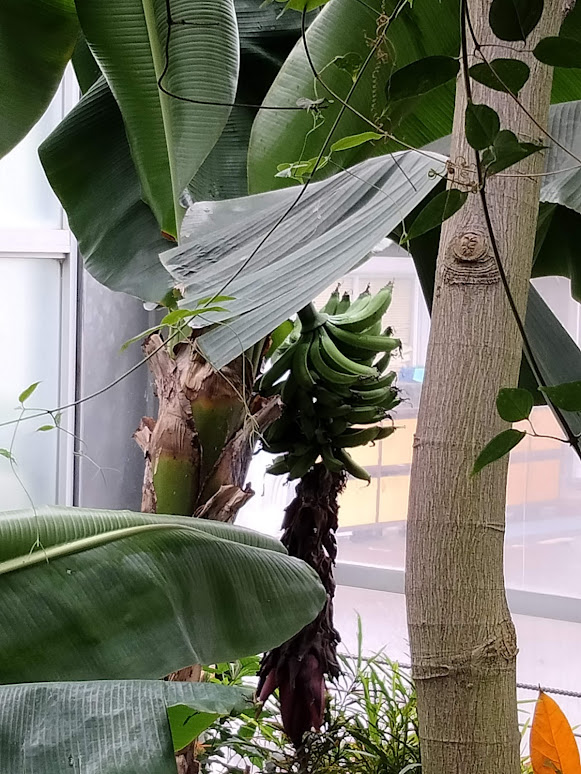 宇治市植物公園の温室内に展示されているサンジャクバナナ