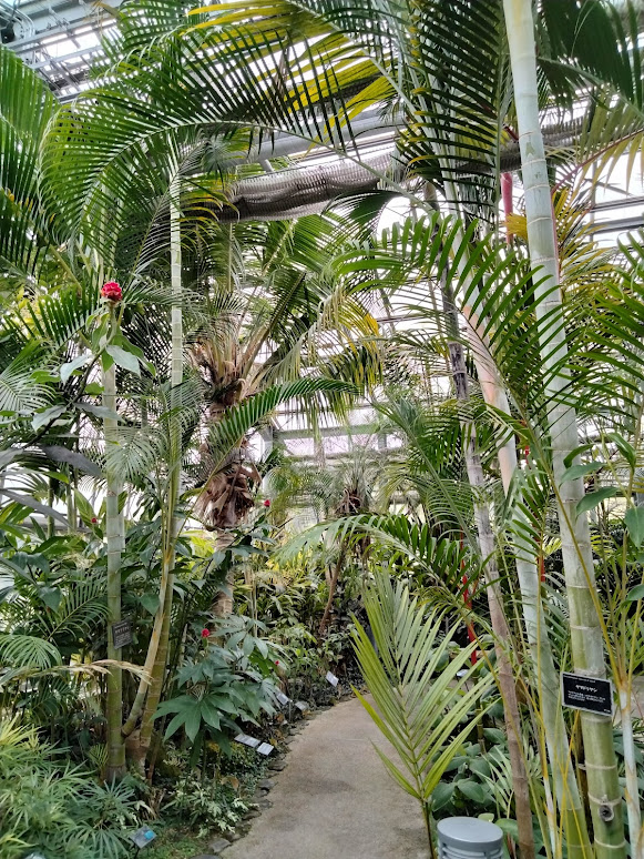宇治市植物公園の温室内に展示されているヤマドリヤシ
