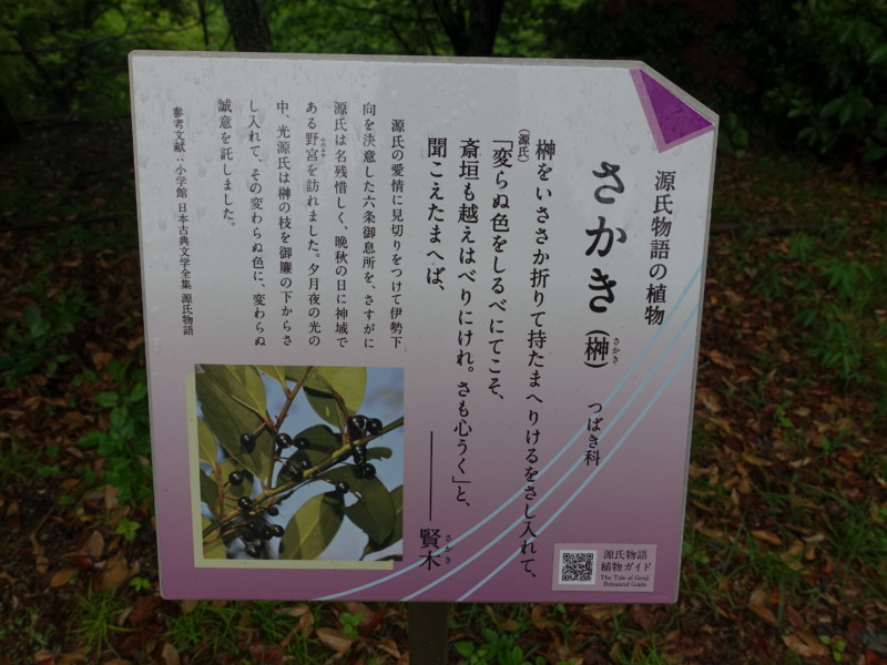 宇治市植物公園に展示されているさかきに設置されている源氏物語植物ガイド