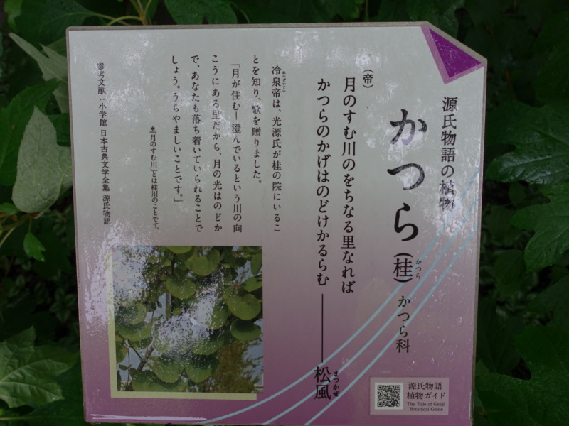 宇治市植物公園に展示されているカツラに設置されている源氏物語植物ガイド