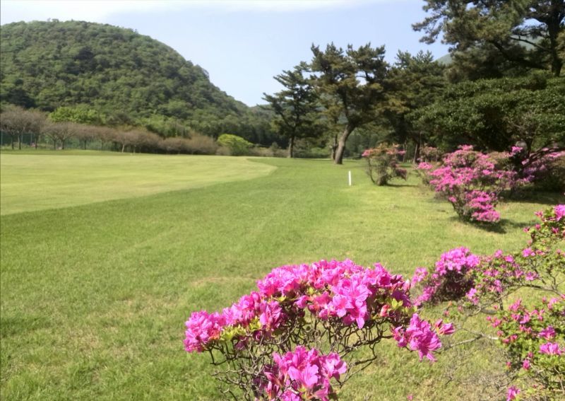 長崎県雲仙市にある雲仙ゴルフ場に咲くツツジ