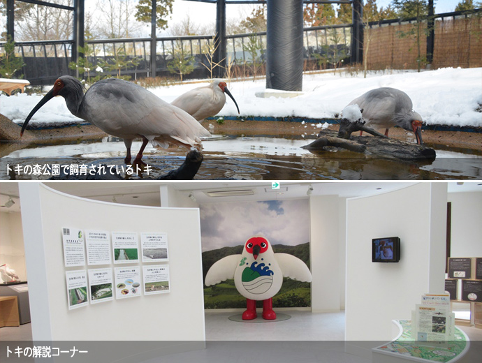 トキの森公園で飼育されているトキ、トキの解説コーナー