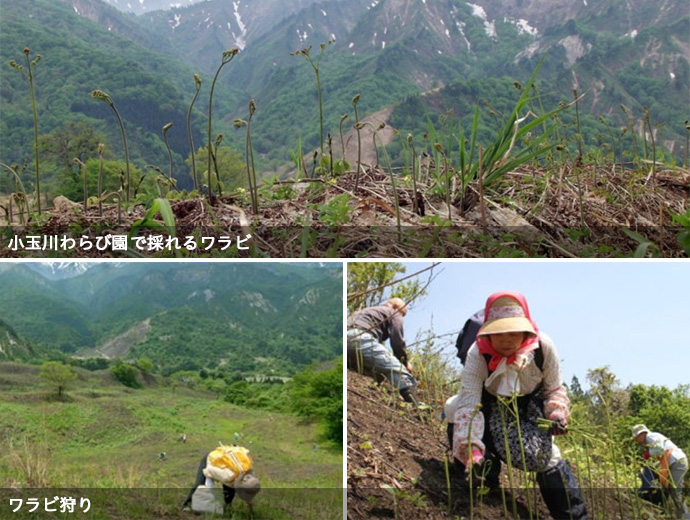 山形県小国町の小玉川わらび園