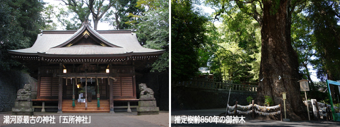 五所神社と御神木の楠